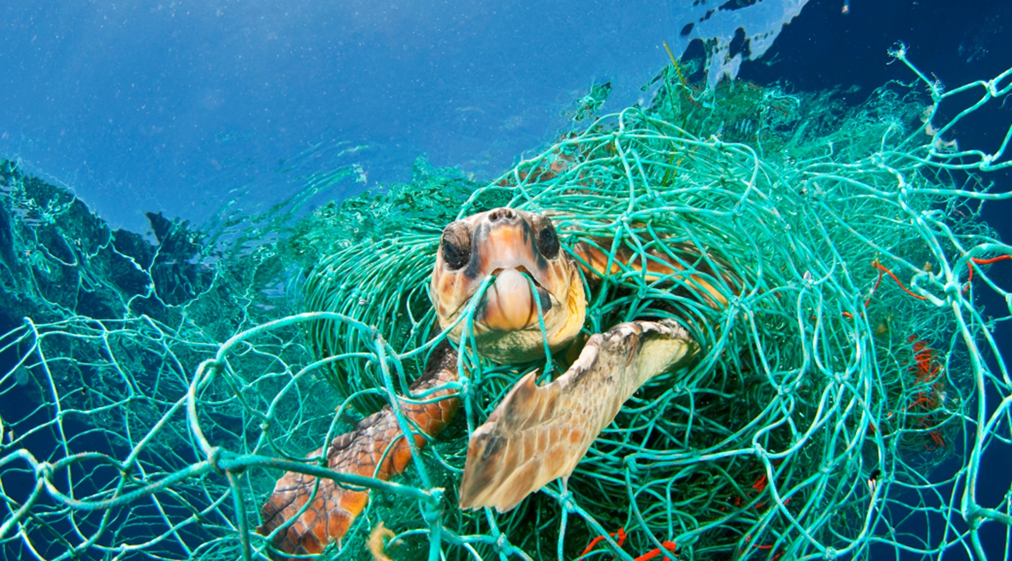 Marine Trash and Debris - 2026